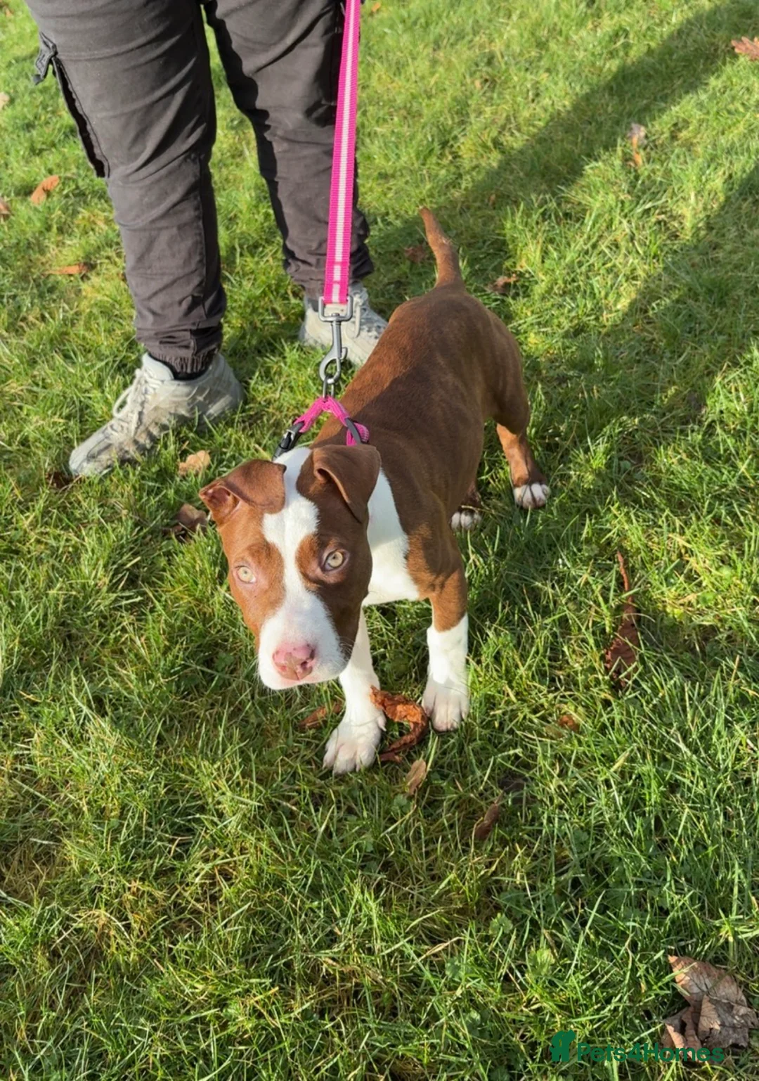 Mixed Breed dogs for sale: 5 month old puppy looking for her forever home - Advert 1