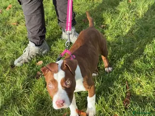 Mixed Breed dogs 5 month old puppy looking for her forever home in Burnley - Advert 1
