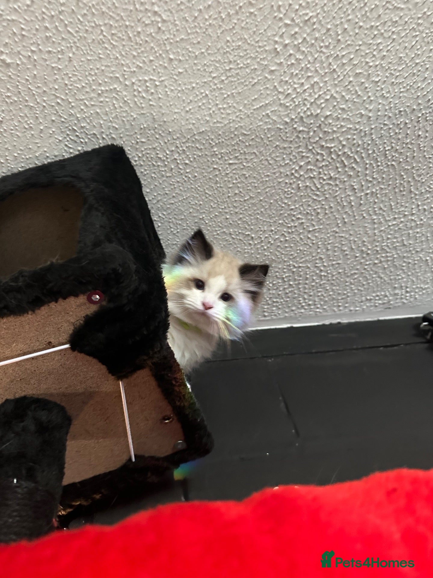 Ragdoll cats Purebred Ragdoll Kittens  - Advert 17