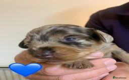 Miniature Dachshund dogs for sale: Wirehaired Miniture Dachshunds KC reg - Image 9