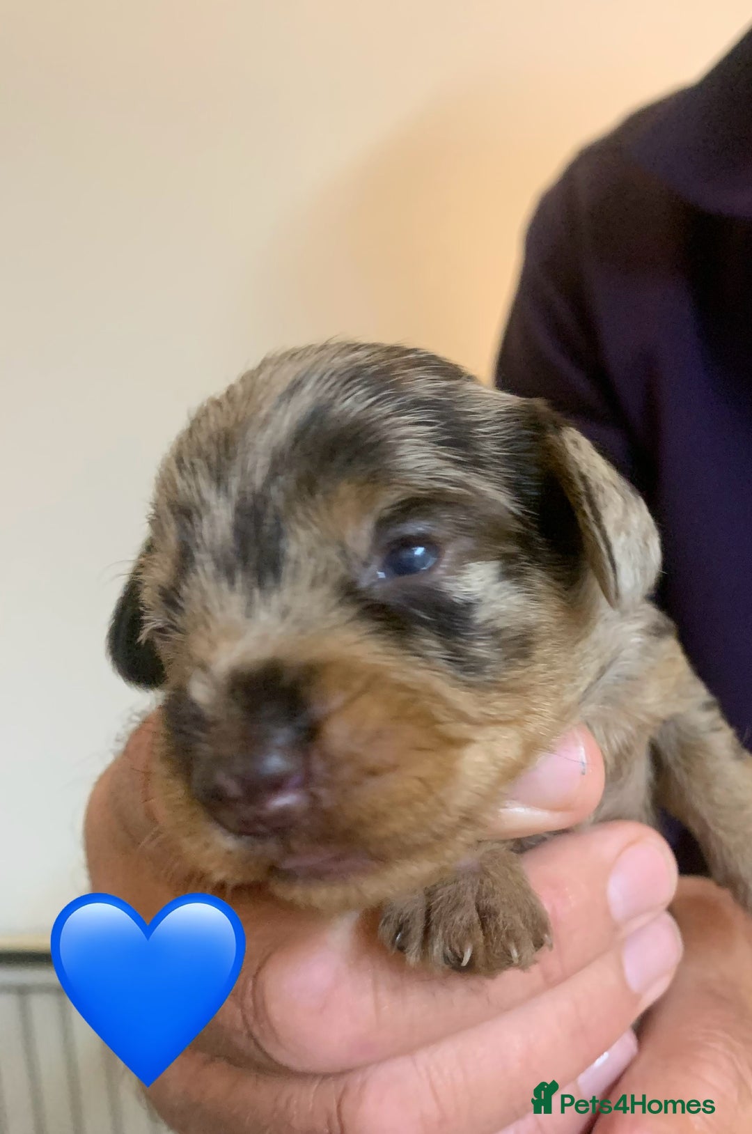 Miniature Dachshund dogs for sale: Wirehaired Miniture Dachshunds KC reg - Image 9