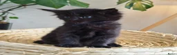 Maine Coon cats for sale: Exceptional Russian Line Maine coons - Advert 13