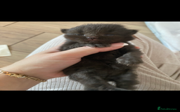 British Shorthair cats for sale: British shorthaired kittens  - Image 3