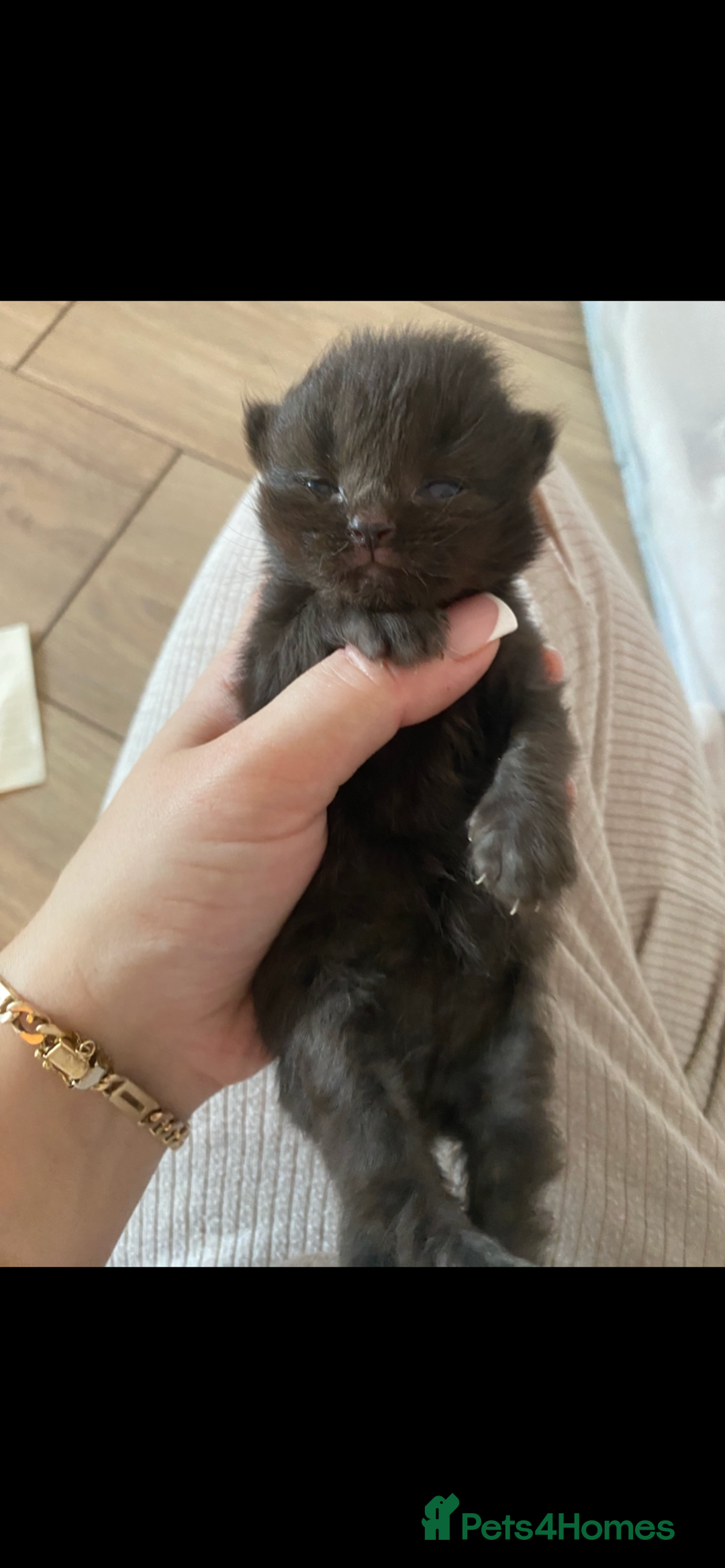 British Shorthair cats for sale: British shorthaired kittens  - Image 3