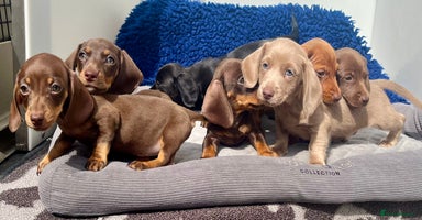 Dachshund dogs - Advert 3