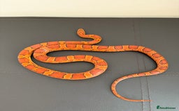Corn Snake reptiles for sale: Female Corn Snake (no set up included)  - Image 1