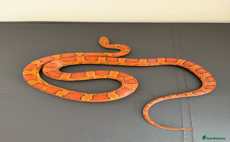 Corn Snake reptiles - Advert 2