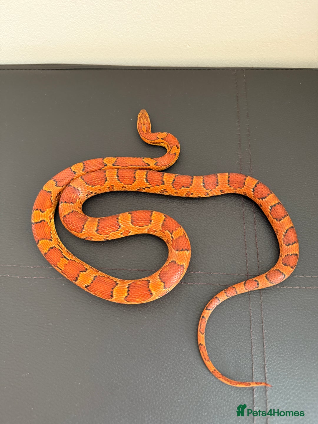 Corn Snake reptiles for sale: Female Corn Snake (no set up included)  - Image 1