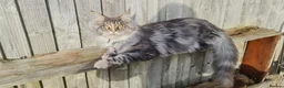 Maine Coon cats for sale: 5 Lovely Maine Coon cross kittens for sale - Advert 2