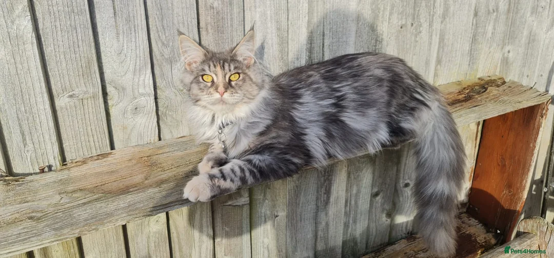 Maine Coon cats for sale: 5 Lovely Maine Coon cross kittens for sale - Advert 2