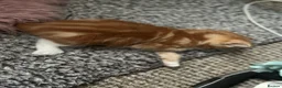 Mixed Breed cats for sale: Two cute fluffy kittens  - Advert 5
