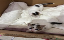 European cats for sale: cat give - Image 3