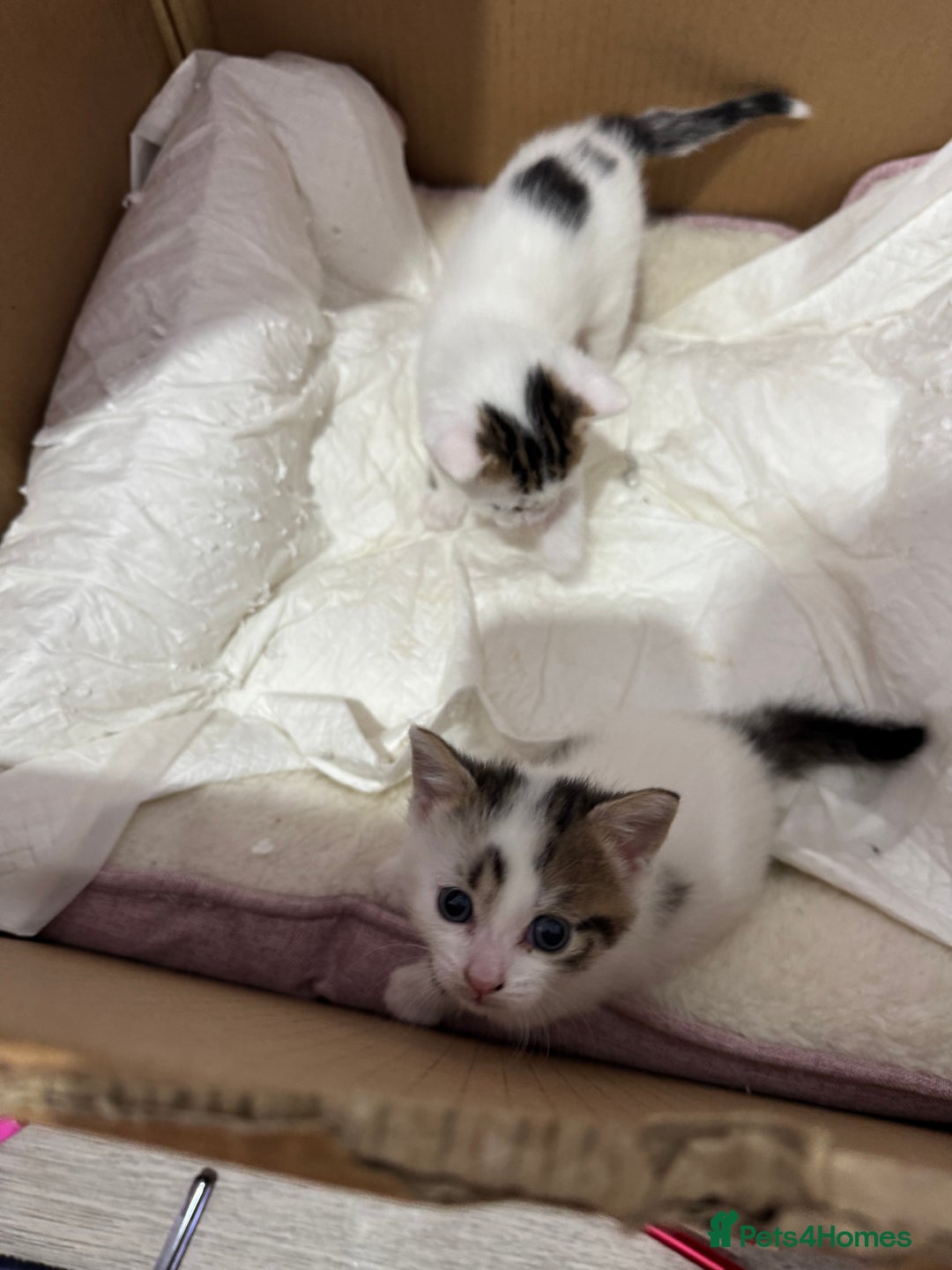 European cats for sale: cat give - Image 3