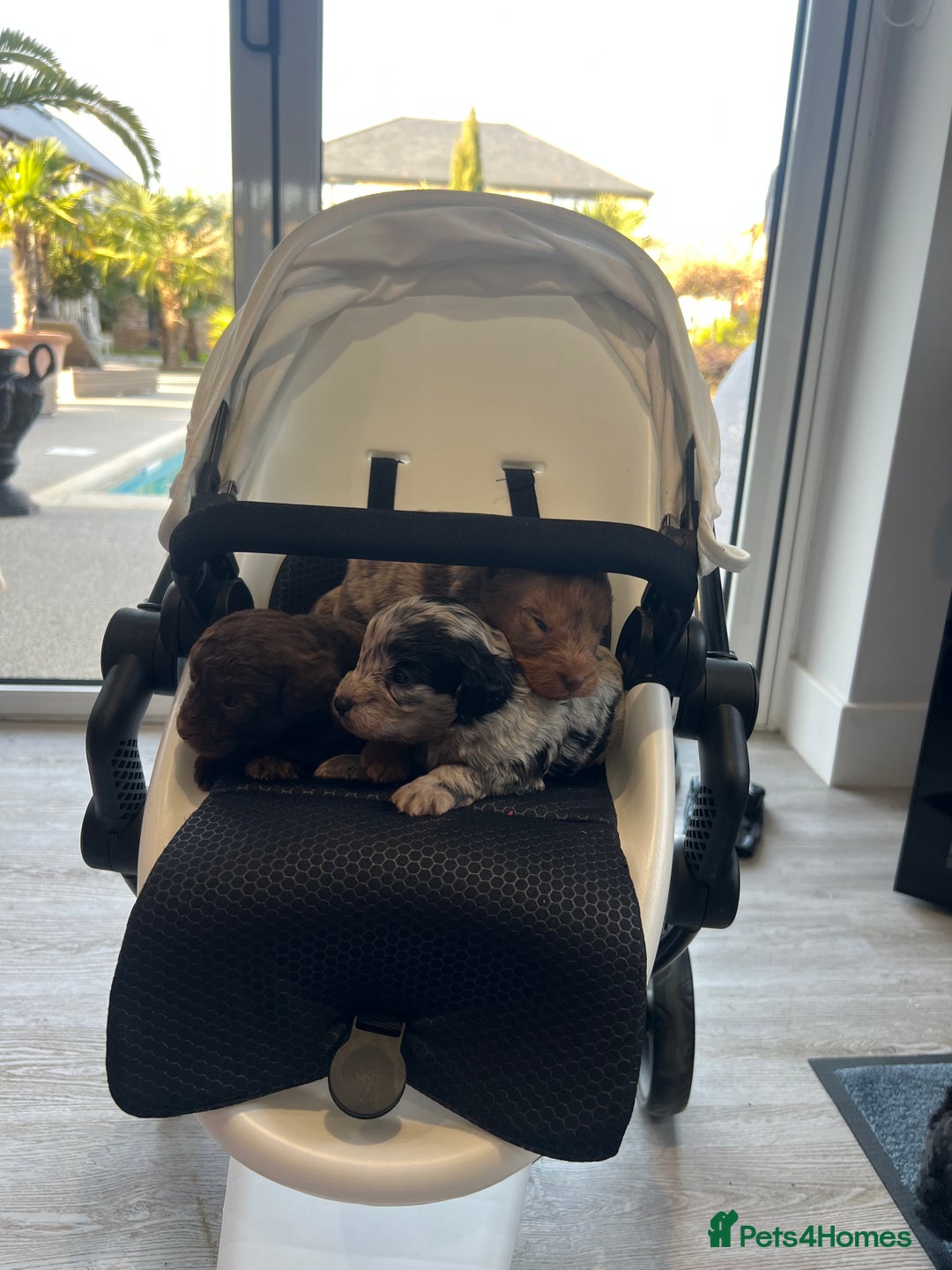 Shih Tzu dogs for sale: Rare imperial black Shih Tzu - Advert 14