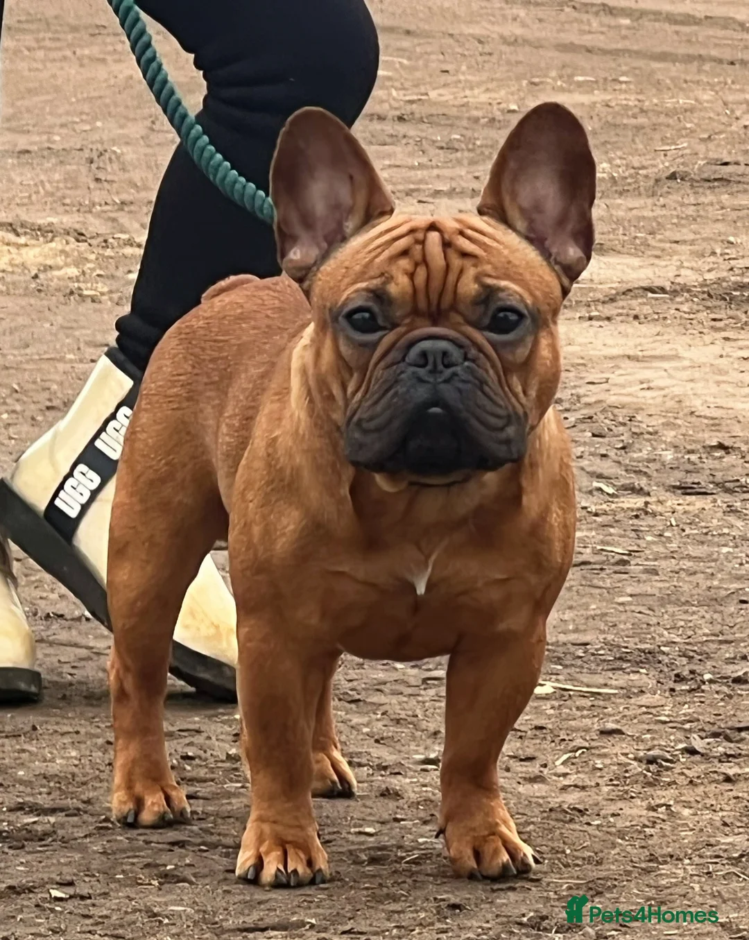 French Bulldog dogs for stud: 💥3x Ch Rocky of Empire OB UK💥FBCE Silver Tested in Doncaster - Advert 9