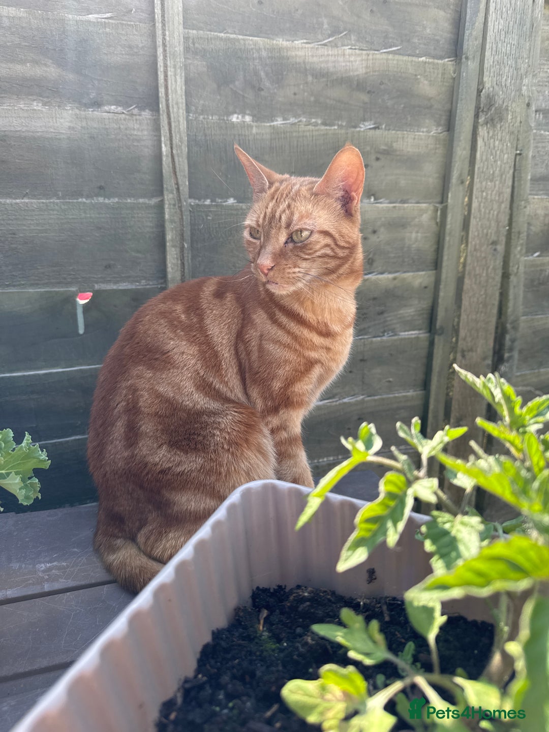 Domestic Shorthair cats for sale: Two tabby cats - Image 3