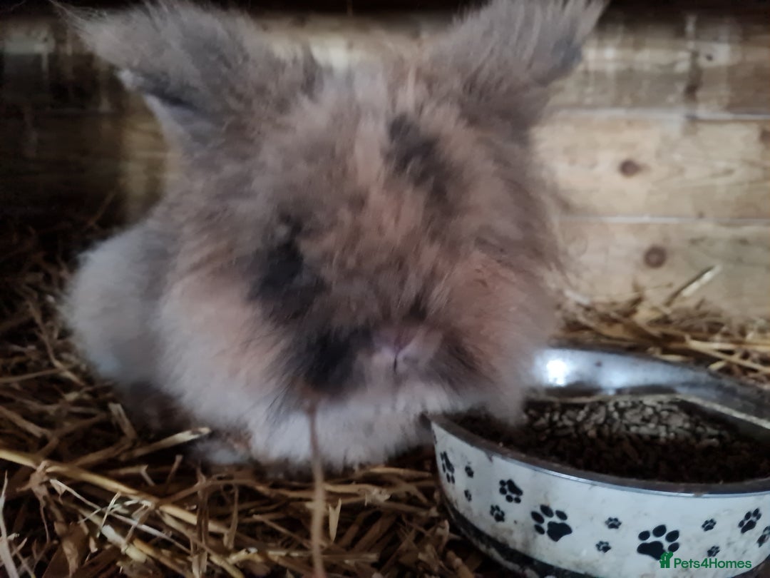 Lionhead rabbits for sale: Three kits - Advert 7
