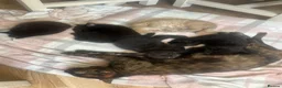Mixed Breed cats for sale: 2 x black females left for sale  - Advert 1
