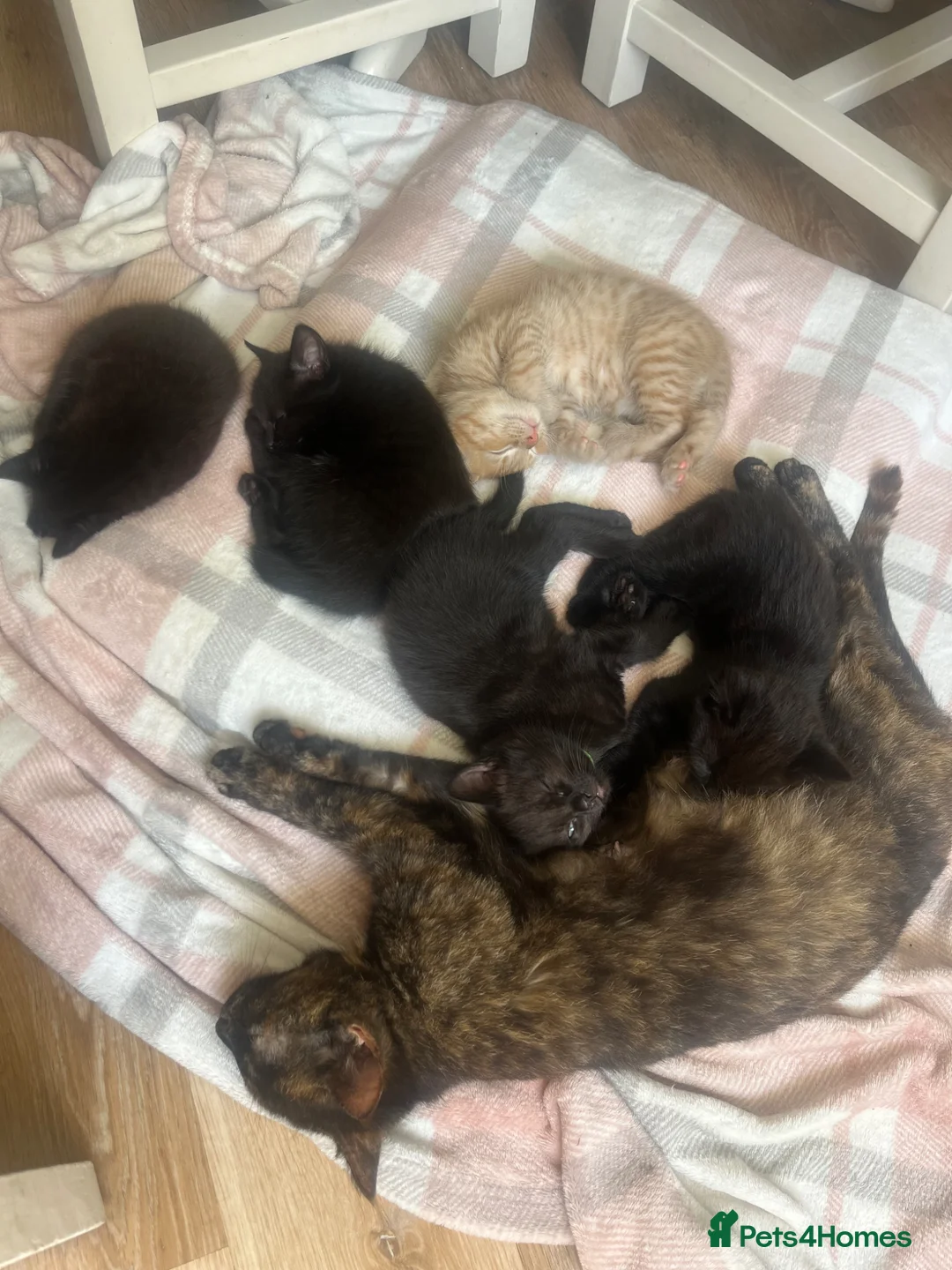 Mixed Breed cats for sale: 2 x black females left for sale  - Advert 1