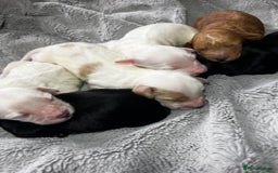Australian Labradoodle dogs for sale: 6 Gorgeous Australian Labradoodle Puppies - Image 1