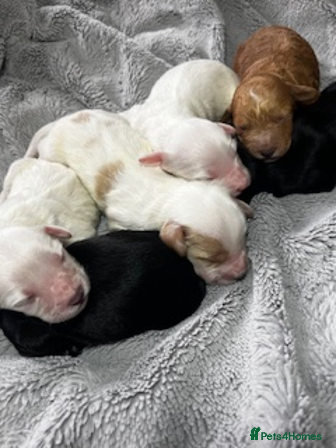 Australian Labradoodle dogs for sale: 6 Gorgeous Australian Labradoodle Puppies - Image 1