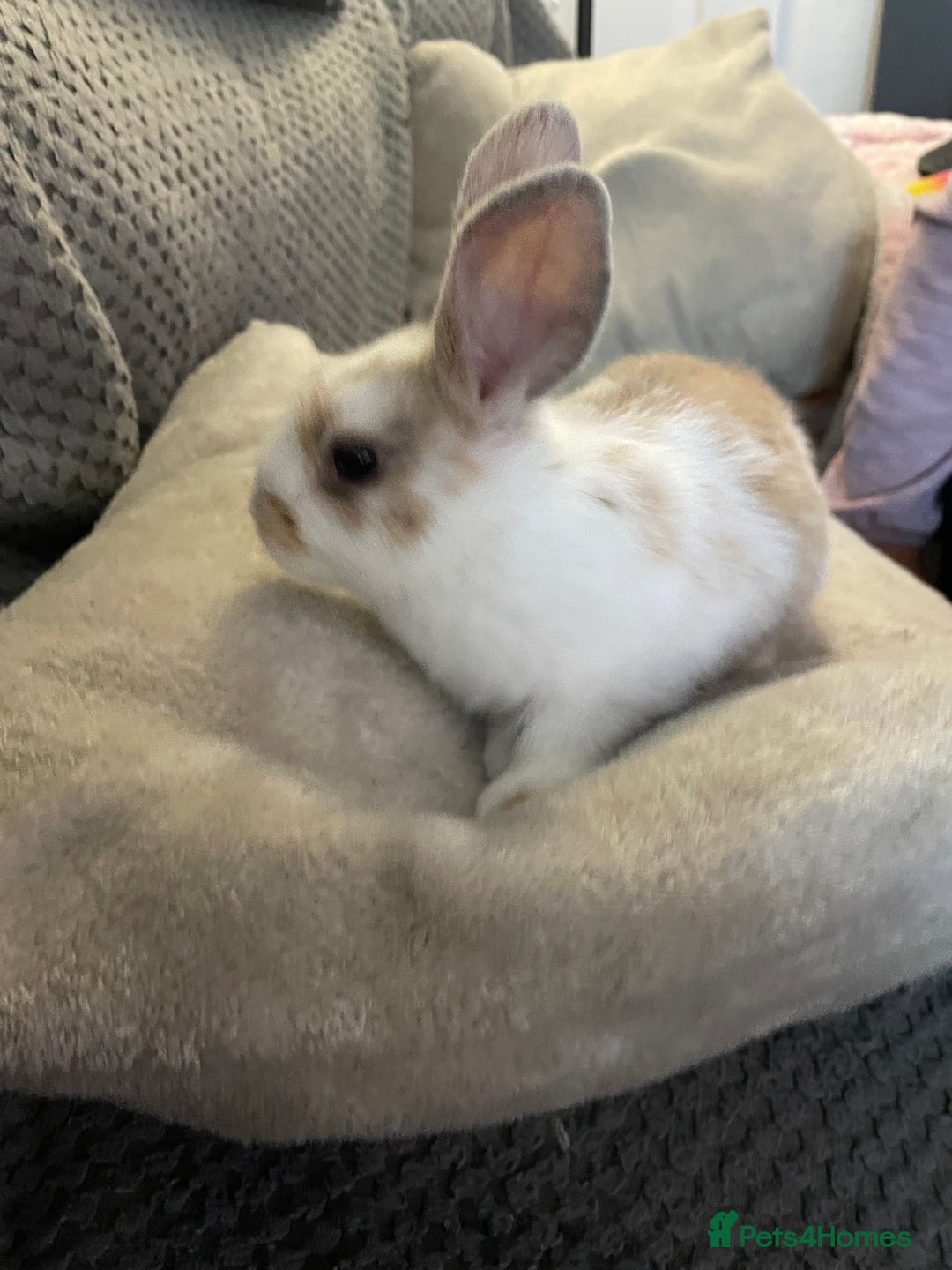 Lionhead rabbits for sale: lionhead  - Image 3