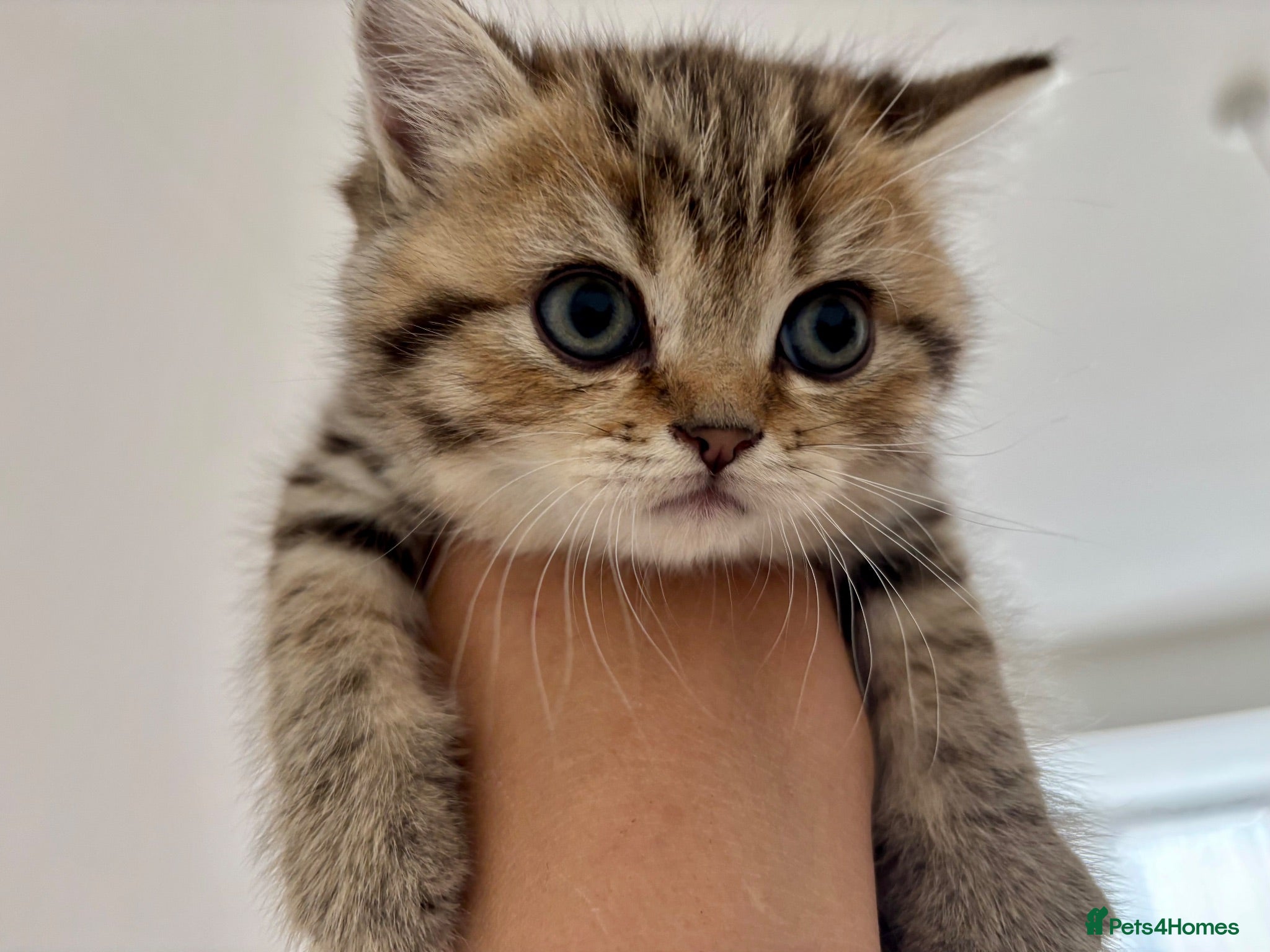 British Shorthair cats 🏆😍 Irresistible Golden Chinchilla’s Mini BSH🏆😍 - Advert 11