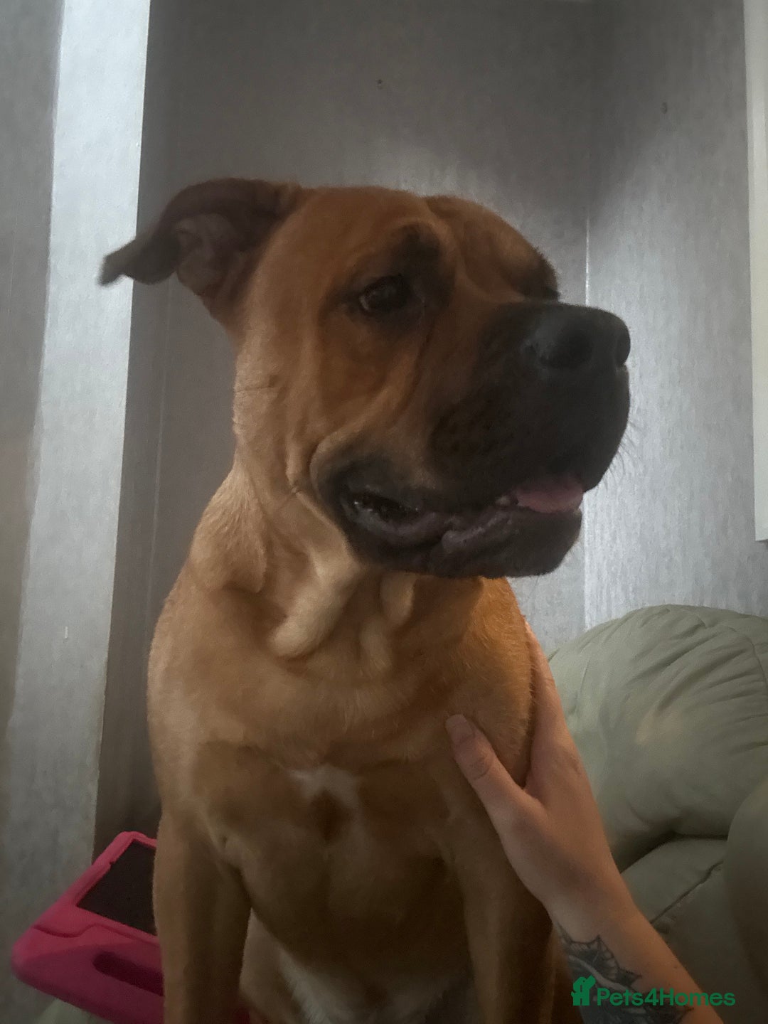 Mixed Breed dogs for sale: 12month old Hugo Bullador (Bulldog cross Lab) - Image 2