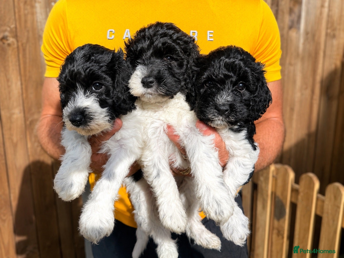 Australian Labradoodle dogs Multigen Australian Labradoodles - Advert 1