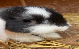 Mini Lop rabbits for sale: Male and Female mini lops  - Image 2