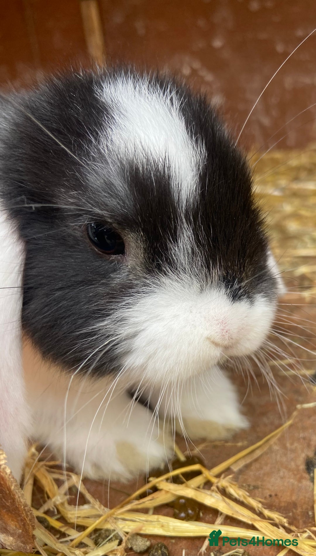 Mini Lop rabbits for sale: Male and Female mini lops  - Image 2