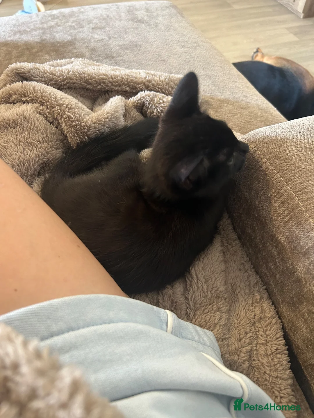 Domestic Shorthair cats for sale: Beautiful fig - Advert 2