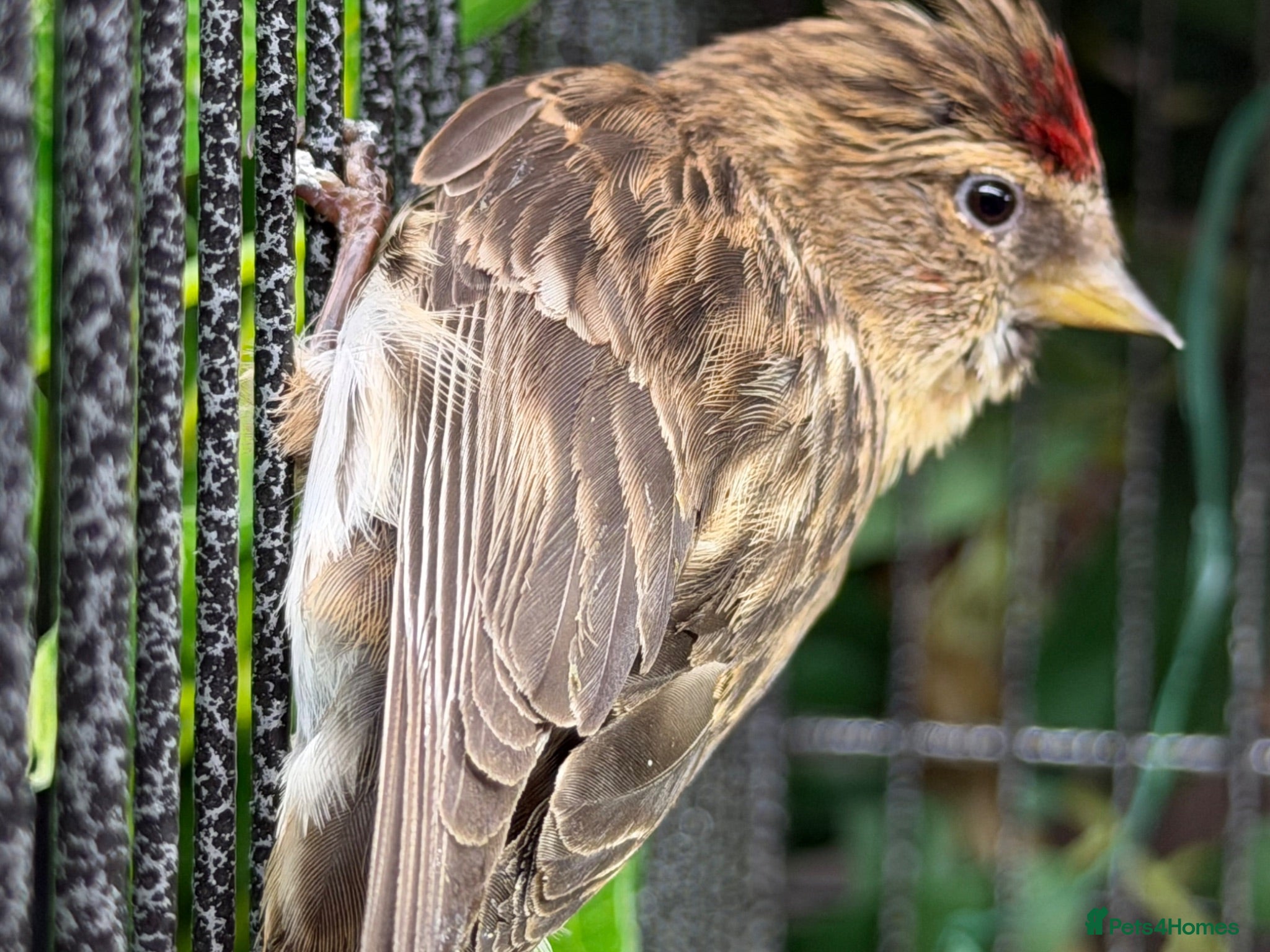 Finches birds Redpoll Pair for Sale - Advert 6