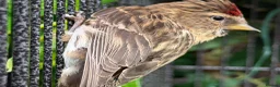 Finches birds for sale: Redpoll Pair for Sale - Advert 1