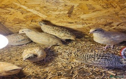 Quail poultry for sale:  Quail checks for sale  - Image 5
