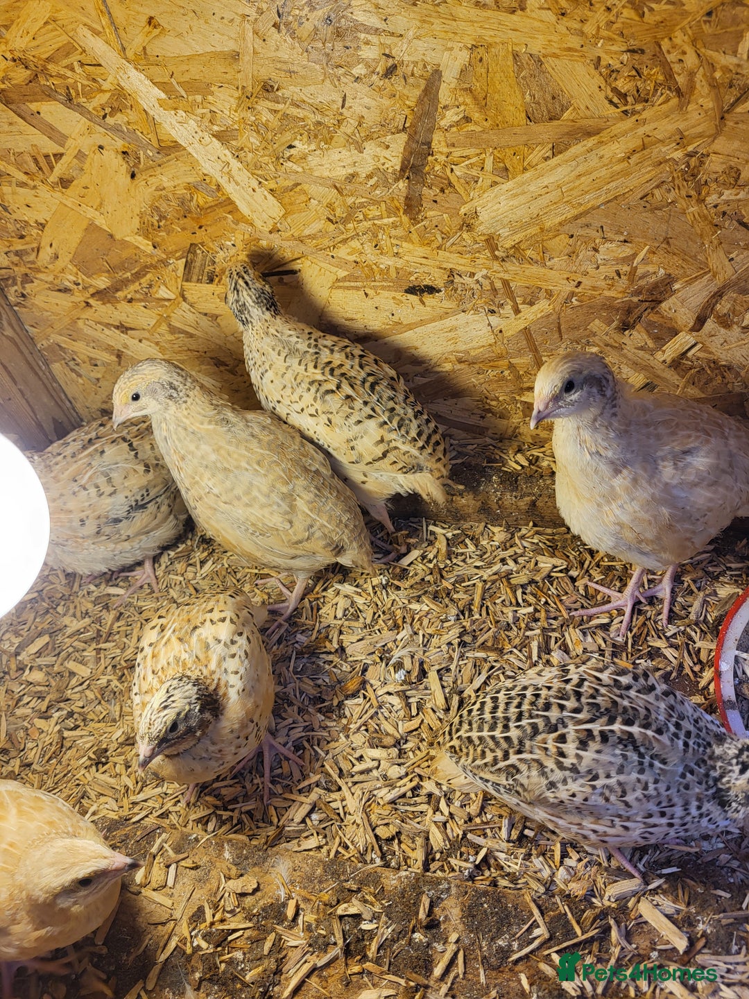 Quail poultry for sale:  Quail checks for sale  - Image 5