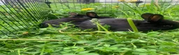 Netherland Dwarf rabbits for sale: Netherland Dwarfs LAST 1 LEFT - Advert 8