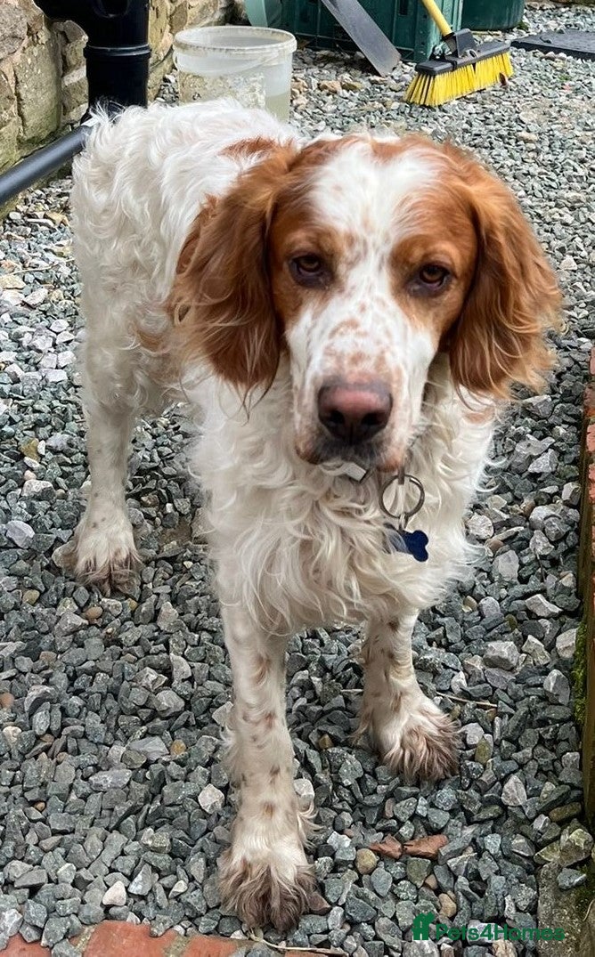 Brittany Spaniel dogs Ronnie, 3-year old Brittany male - Advert 3