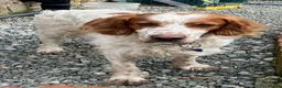 Brittany Spaniel dogs for adoption: Ronnie, 3-year old Brittany male - Advert 4