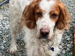 Brittany Spaniel dogs Ronnie, 3-year old Brittany male - Advert 3
