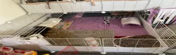Guinea Pig rodents for sale: Lovely Guinea Pigs 2 Weeks to 7 Months  - Advert 5