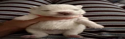 Pomeranian dogs for sale: 4 beautiful white Pomeranian boys  in Gloucester - Advert 24