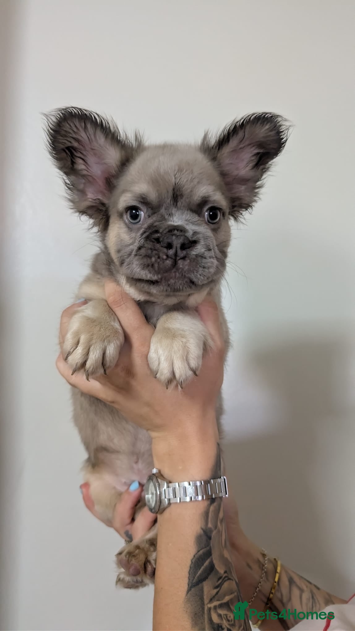 French Bulldog dogs Price reduced Fluffy French Bulldogs - Advert 2