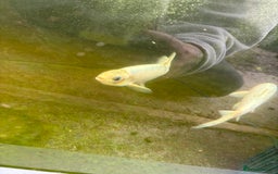 Other/Mixed Breed fish for sale: Koi carp, orphs, mirror carp - Image 17
