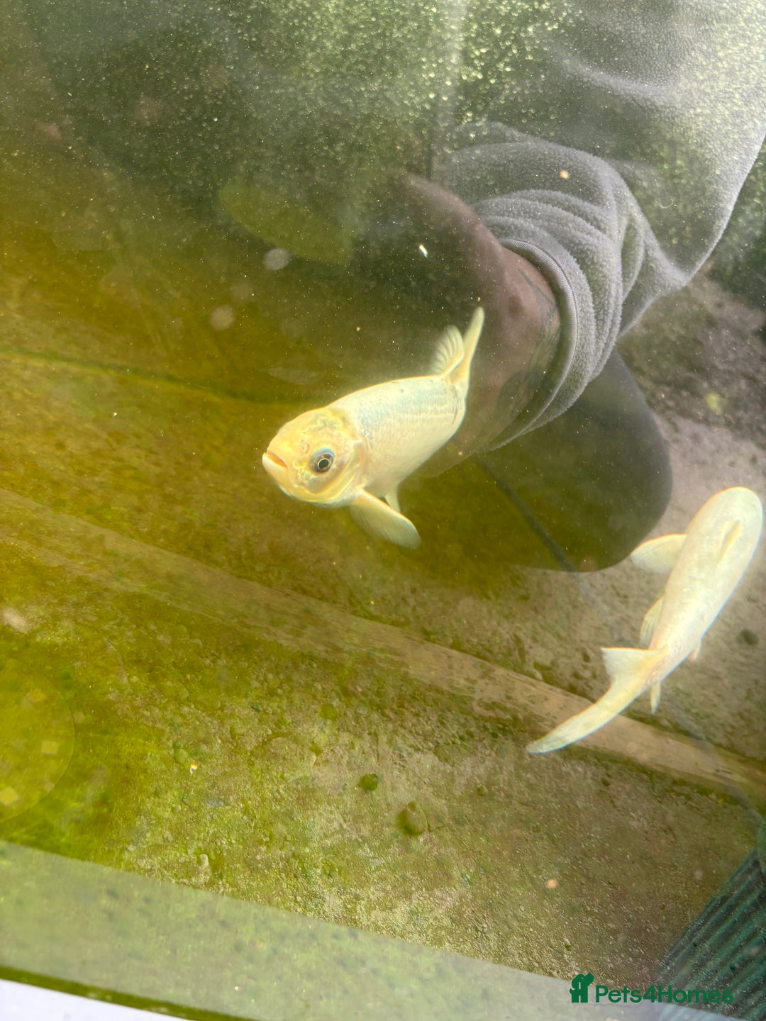Other/Mixed Breed fish for sale: Koi carp, orphs, mirror carp - Image 17