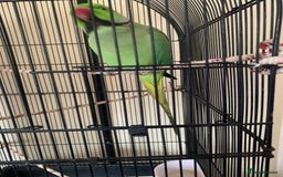 Ringnecks birds for sale: Male Green Indian Ringneck Parrot (On sale) - Image 8