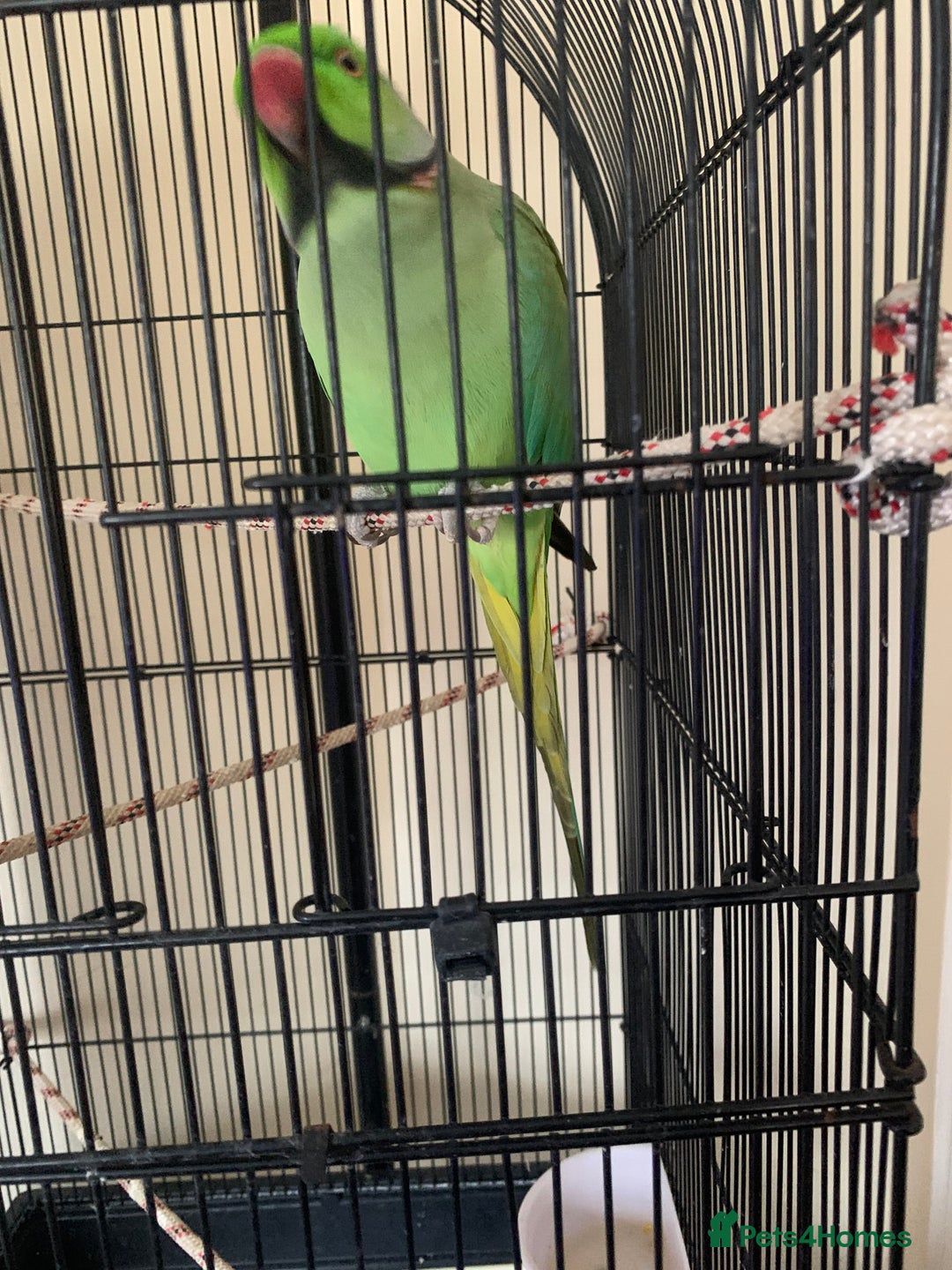 Ringnecks birds for sale: Male Green Indian Ringneck Parrot (On sale) - Image 8