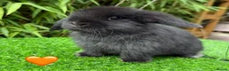 Mini Lop rabbits for sale: Beautiful Mixed Baby Minilops  - Advert 8