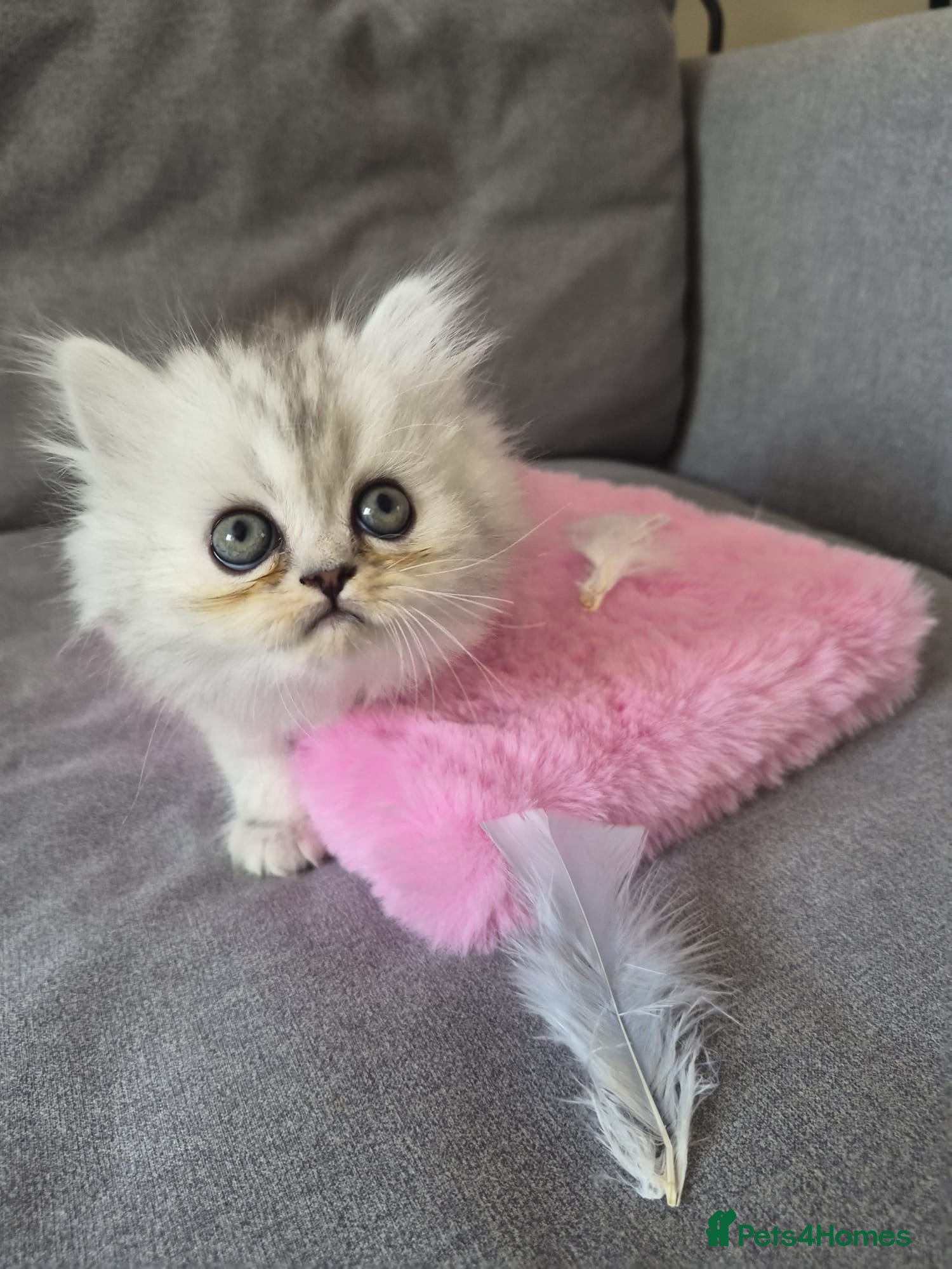 Persian cats Persian silver chinchilla kittens - Advert 2