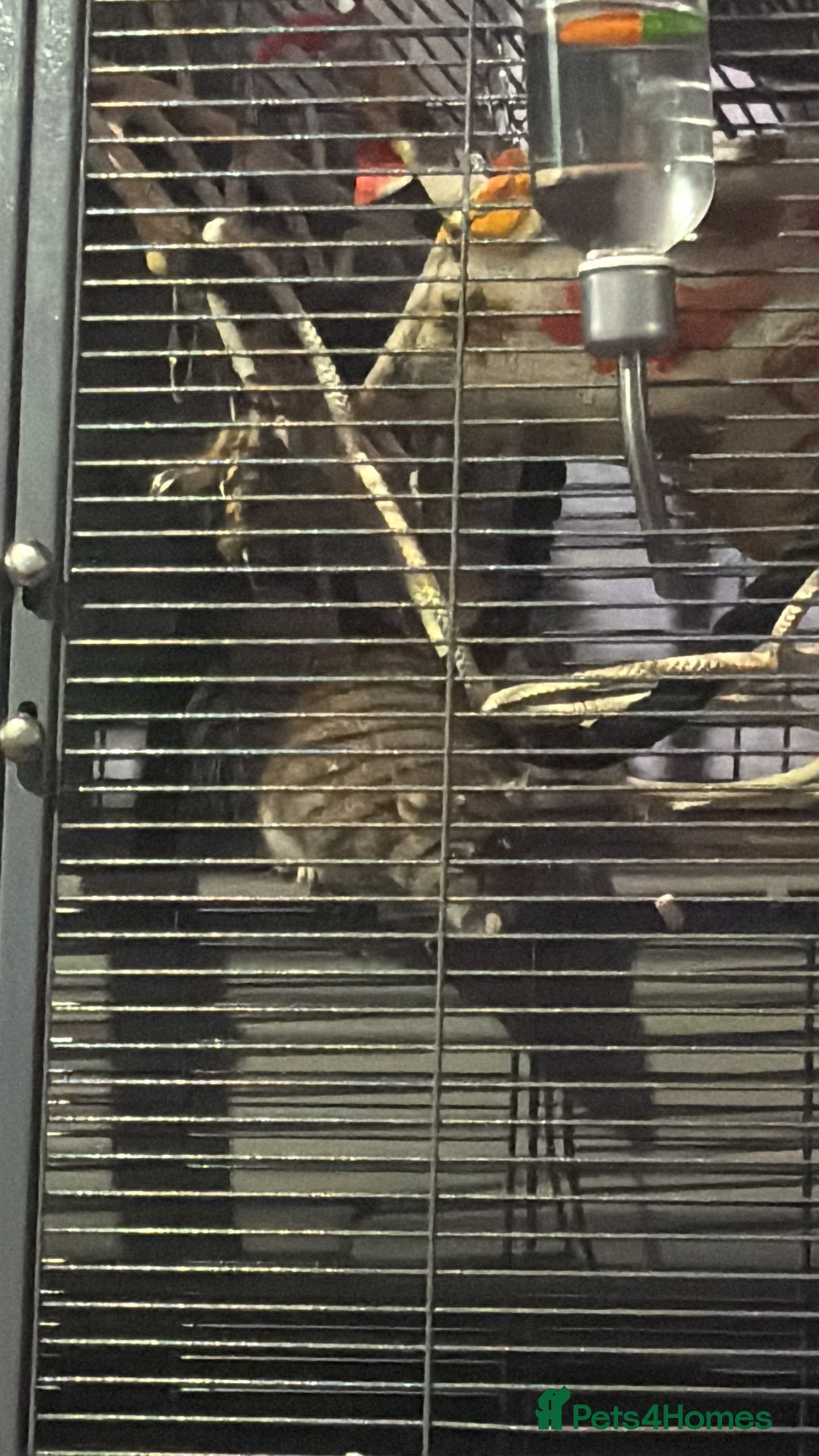 Rat rodents for sale: Ginger and summer  - Advert 4